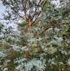 Eucalyptus cinerea subsp. cinerea (Argyle Apple) at Red Hill, ACT - 13 Jun 2024 by Steve818