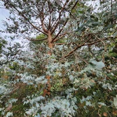 Eucalyptus cinerea subsp. cinerea (Argyle Apple) at Red Hill, ACT - 13 Jun 2024 by Steve818
