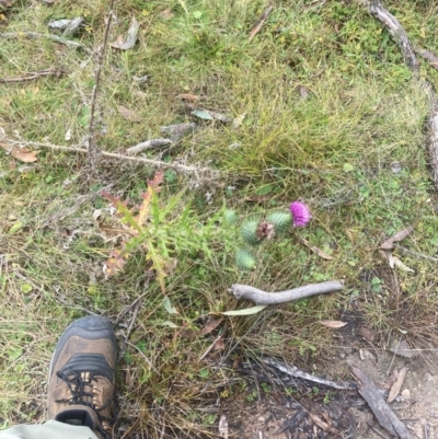 Cirsium vulgare (Spear Thistle) at Namadgi National Park - 8 Jun 2024 by W
