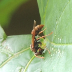 Polistes (Polistella) humilis (Common Paper Wasp) at Pollinator-friendly garden Conder - 9 Jan 2024 by michaelb