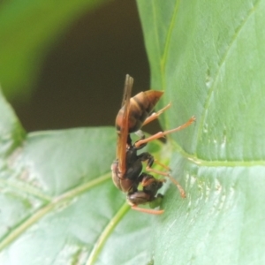 Polistes (Polistella) humilis at Pollinator-friendly garden Conder - 9 Jan 2024 12:08 PM