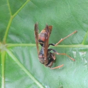 Polistes (Polistella) humilis at Pollinator-friendly garden Conder - 9 Jan 2024 12:08 PM