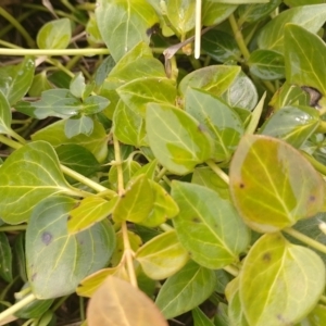 Vinca major at Narrabundah, ACT - 13 Jun 2024