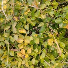 Vinca major at Narrabundah, ACT - 13 Jun 2024 10:46 AM