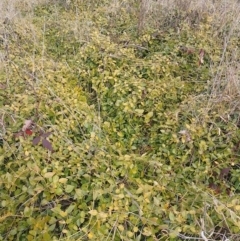 Vinca major at Narrabundah, ACT - 13 Jun 2024 10:46 AM