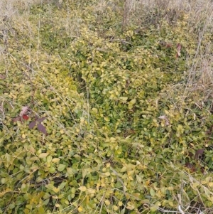 Vinca major at Narrabundah, ACT - 13 Jun 2024 10:46 AM