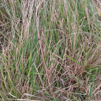 Nassella neesiana (Chilean Needlegrass) at Symonston, ACT - 13 Jun 2024 by CallumBraeRuralProperty