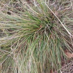 Nassella neesiana (Chilean Needlegrass) at Narrabundah, ACT - 13 Jun 2024 by CallumBraeRuralProperty