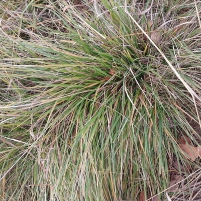 Nassella neesiana (Chilean Needlegrass) at Narrabundah, ACT - 13 Jun 2024 by CallumBraeRuralProperty