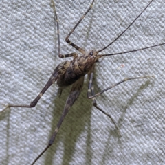 RHAPHIDOPHORIDAE (family) (Camel Crickets, Cave Crickets) at O'Reilly, QLD - 11 Jun 2024 by Hejor1