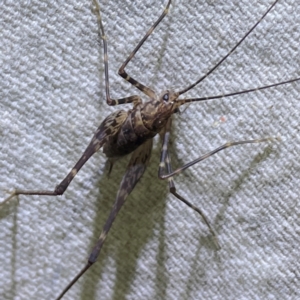 RHAPHIDOPHORIDAE (family) at O'Reilly, QLD - 11 Jun 2024 08:21 PM