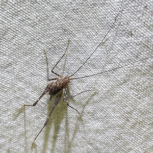 RHAPHIDOPHORIDAE (family) at O'Reilly, QLD - 11 Jun 2024 08:21 PM