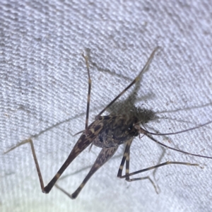 RHAPHIDOPHORIDAE (family) at O'Reilly, QLD - 11 Jun 2024 08:21 PM