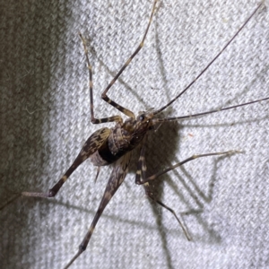 RHAPHIDOPHORIDAE (family) at O'Reilly, QLD - 11 Jun 2024 08:21 PM