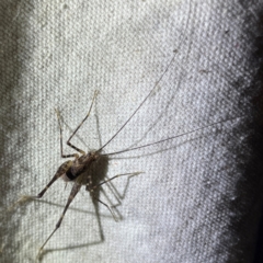 RHAPHIDOPHORIDAE (family) at O'Reilly, QLD - 11 Jun 2024 08:21 PM