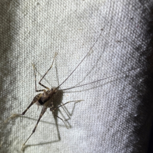 RHAPHIDOPHORIDAE (family) at O'Reilly, QLD - 11 Jun 2024 08:21 PM