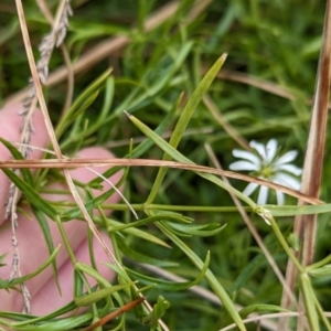 Stellaria angustifolia at The Pinnacle - 13 Jun 2024