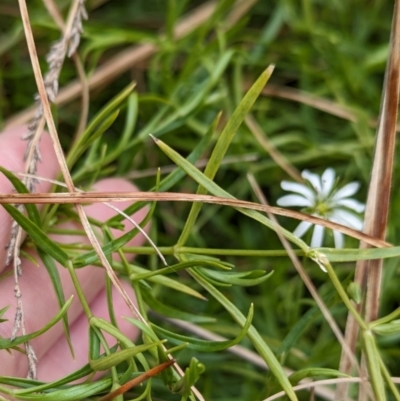 Stellaria angustifolia (Swamp Starwort) at Whitlam, ACT - 13 Jun 2024 by CattleDog