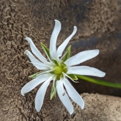 Stellaria angustifolia at The Pinnacle - 13 Jun 2024 10:38 AM