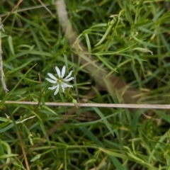 Stellaria angustifolia at The Pinnacle - 13 Jun 2024 10:38 AM