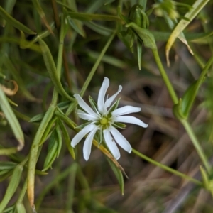 Stellaria angustifolia at The Pinnacle - 13 Jun 2024 10:38 AM