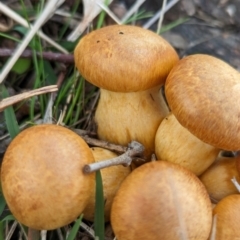 Gymnopilus junonius (Spectacular Rustgill) at The Pinnacle - 13 Jun 2024 by CattleDog