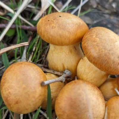 Gymnopilus junonius (Spectacular Rustgill) at Whitlam, ACT - 13 Jun 2024 by CattleDog