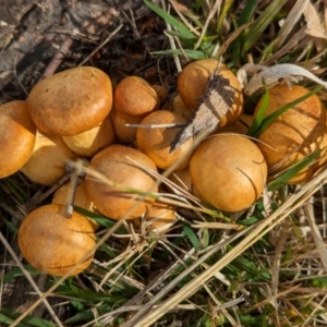 Gymnopilus junonius at The Pinnacle - 13 Jun 2024