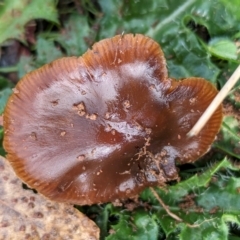 Cortinarius sp. at Whitlam, ACT - 13 Jun 2024 by CattleDog