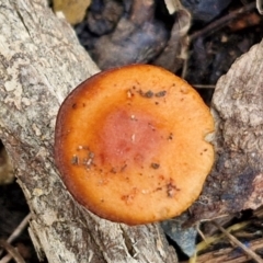 Unidentified Cap on a stem; gills below cap [mushrooms or mushroom-like] at Sullivans Creek, Lyneham South - 13 Jun 2024 by trevorpreston