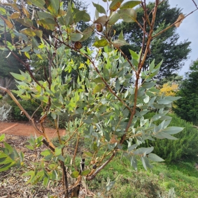 Eucalyptus pyriformis x Eucalyptus macrocarpa (Nullarbor lime) at Red Hill, ACT - 13 Jun 2024 by Steve818