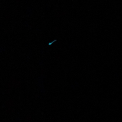 Arachnocampinae (sub-family) (A glow-worm) at O'Reilly, QLD - 11 Jun 2024 by Hejor1