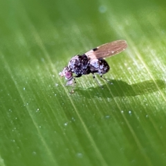 Sapromyza pictigera (A lauxid fly) at O'Reilly, QLD - 12 Jun 2024 by Hejor1