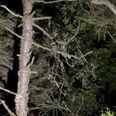 Podargus ocellatus (Marbled Frogmouth) at O'Reilly, QLD - 11 Jun 2024 by Hejor1