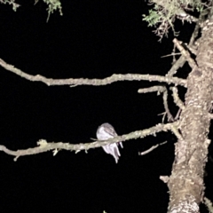 Podargus ocellatus at O'Reilly, QLD - 11 Jun 2024