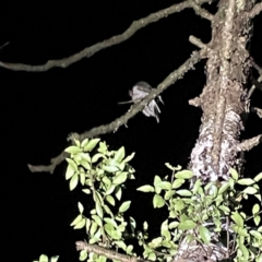 Podargus ocellatus at O'Reilly, QLD - 11 Jun 2024