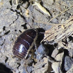 Methana sp. (genus) at O'Reilly, QLD - 11 Jun 2024 by Hejor1