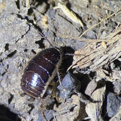 Methana sp. (genus) at O'Reilly, QLD - 11 Jun 2024 by Hejor1