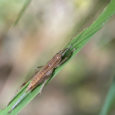 Tettigoniidae (family) (Unidentified katydid) at O'Reilly, QLD - 11 Jun 2024 by Hejor1