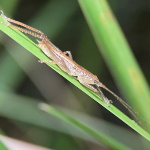 Tettigoniidae (family) at O'Reilly, QLD - 11 Jun 2024