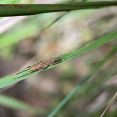 Tettigoniidae (family) at O'Reilly, QLD - 11 Jun 2024 09:24 PM