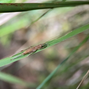 Tettigoniidae (family) at O'Reilly, QLD - 11 Jun 2024