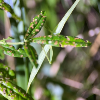 Phasmatodea (order) at O'Reilly, QLD - 11 Jun 2024 by Hejor1