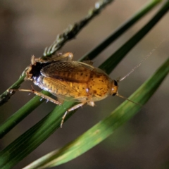 Johnrehnia bulburina at O'Reilly, QLD - 11 Jun 2024 by Hejor1