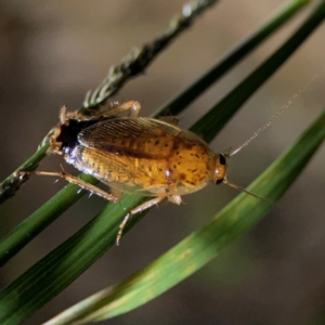 Johnrehnia bulburina at O'Reilly, QLD - 11 Jun 2024 09:09 PM