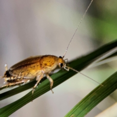 Johnrehnia bulburina at O'Reilly, QLD - 11 Jun 2024