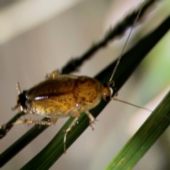 Johnrehnia bulburina at O'Reilly, QLD - 11 Jun 2024