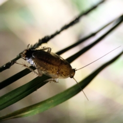 Johnrehnia bulburina at O'Reilly, QLD - 11 Jun 2024 09:09 PM