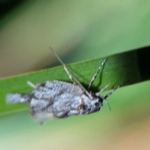 Gelechiidae (family) at O'Reilly, QLD - 11 Jun 2024 09:09 PM