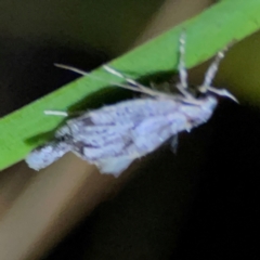 Gelechiidae (family) at O'Reilly, QLD - 11 Jun 2024 09:09 PM